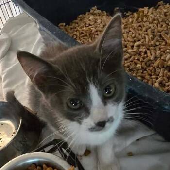 Mystery Cat F AZ -  Domestic Short Hair Cat for Adoption in Las Vegas, Nevada - Mystery Cat F AZ | PetCurious