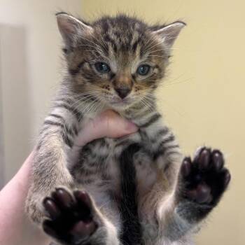Domestic Short Hair Cats Available for Adoption in Wilmington, Delaware - Nutty | PetCurious