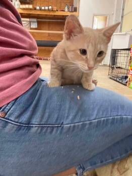 MORGOTT -  Domestic Short Hair Cat for Adoption in Holbrook, New York - MORGOTT | PetCurious