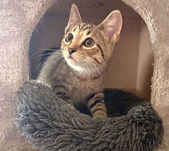 Tabby and Domestic Short Hair Cats Available for Adoption - Bridgeton | PetCurious