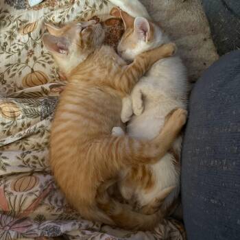 Rescue Domestic Short Hair Cats for Adoption in Wanaque, New Jersey - Pumpkin And Spice | PetCurious