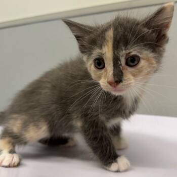 Fonzi -  Domestic Short Hair Cat for Adoption in Tampa, Florida - Fonzi | PetCurious