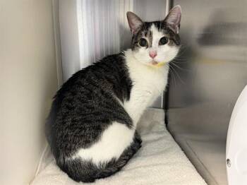 Domestic Short Hair Cats Available for Adoption in Colorado Springs, Colorado - MARGO | PetCurious
