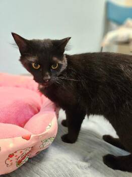 Alex -  Domestic Short Hair Cat for Adoption in Fort Collins, Colorado - Alex | PetCurious