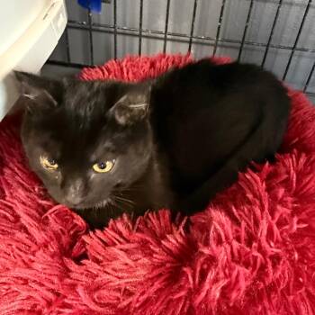 Domestic Short Hair Cats Available for Adoption - Dumpling | PetCurious