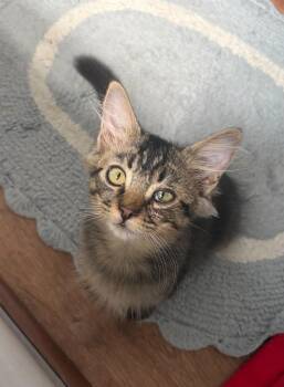 Fox -  Domestic Short Hair Cat for Adoption in Tucson, Arizona - Fox | PetCurious