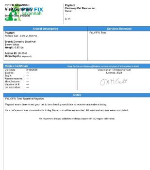 Domestic Short Hair Cats Available for Adoption - Poptart | PetCurious