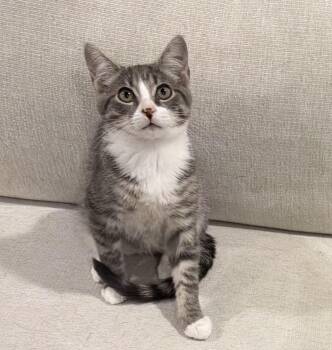 Terrance -  Domestic Short Hair Cat for Adoption in Grove City, Ohio - Terrance | PetCurious