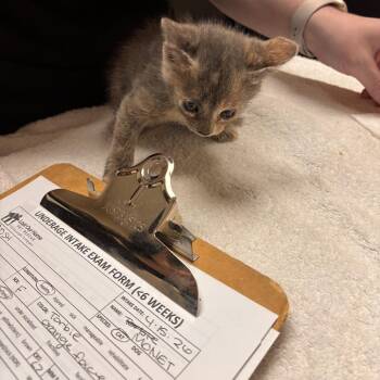 Monet -  Domestic Short Hair Cat for Adoption in Tempe, Arizona - Monet | PetCurious