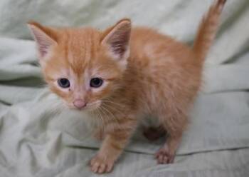 Tigs -  Domestic Short Hair Cat for Adoption in Thief River Falls, Minnesota - Tigs | PetCurious