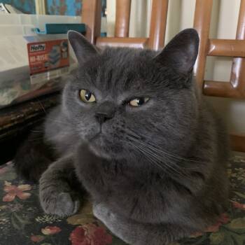 Rescue British Shorthair Cats for Adoption in Lynchburg, Virginia - Ozzie | PetCurious