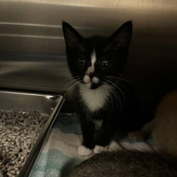 Pickles -  Domestic Short Hair Cat for Adoption in Council Bluffs, Iowa - Pickles | PetCurious