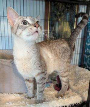 Zucchini -  Siamese Cat for Adoption in Ocala, Florida - Zucchini | PetCurious