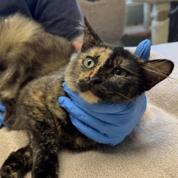 Mama Bitzi -  Domestic Medium Hair Cat for Adoption in Mt. Juliet, Tennessee - Mama Bitzi | PetCurious