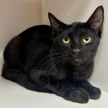 McDouble -  Domestic Short Hair Cat for Adoption in Saint Joseph, Missouri - McDouble | PetCurious