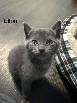 Domestic Short Hair Cats Available for Adoption in WDM, Iowa - Elton | PetCurious