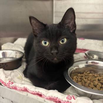 Jase -  Domestic Short Hair Cat for Adoption in Clavet, Saskatchewan - Jase | PetCurious
