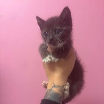 Pepe Le Pew -  Domestic Short Hair Cat for Adoption in Webster, Texas - Pepe Le Pew | PetCurious