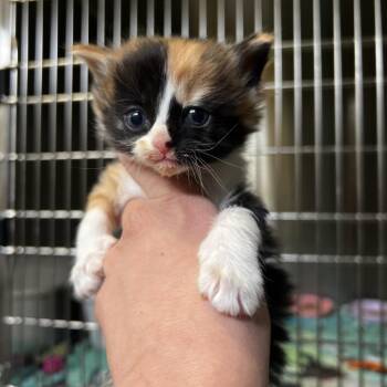 Domestic Short Hair Cats Available for Adoption in Harrisville, West Virginia - Beatrix | PetCurious