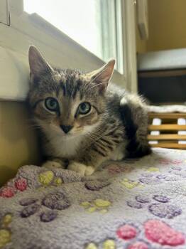 Cameron -  Domestic Short Hair Cat Available for Adoption in Bellmawr, New Jersey - Cameron | PetCurious