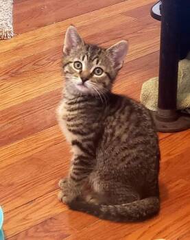 Mollie -  Domestic Short Hair Cat for Adoption in Scranton, Pennsylvania - Mollie | PetCurious