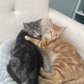 Rescue Domestic Short Hair Cats for Adoption in Thomaston, Connecticut - Oliver & Cooper | PetCurious