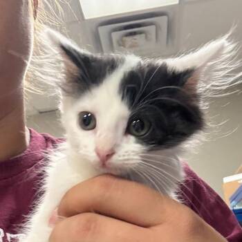 Moo - 060603U -  Domestic Medium Hair Cat for Adoption in Tupelo, Mississippi - Moo - 060603U | PetCurious