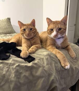 Honey Whiskey & Gizmo Bear - bonded pair -  American Shorthair Cat for Adoption in Homestead, Florida - Honey Whiskey & Gizmo Bear - Bonded Pair | PetCurious