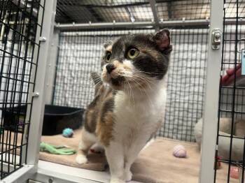 Domestic Short Hair Cats Available for Adoption - Crocus | PetCurious