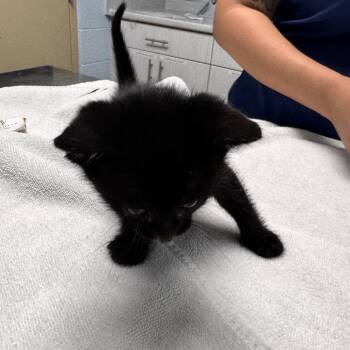 Domestic Short Hair Cats Available for Adoption in Riverside, California - Nectar | PetCurious