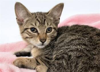 RAIN -  Domestic Short Hair Cat for Adoption in Fort Lauderdale, Florida - RAIN | PetCurious