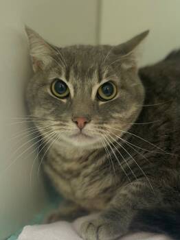 Rescue Domestic Short Hair Cats for Adoption in Neosho, Missouri - Sparrow | PetCurious