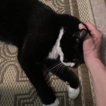 Domestic Short Hair Cats Available for Adoption - Pantha | PetCurious