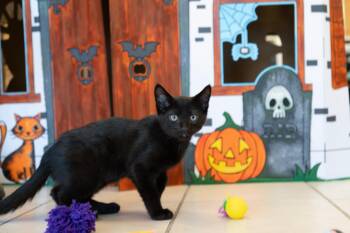 Rescue Domestic Short Hair Cats for Adoption in Durango, Colorado - Wednesday | PetCurious