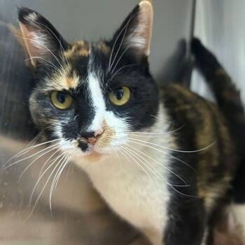 Puzzles -  Domestic Short Hair Cat for Adoption in Lake Havasu City, Arizona - Puzzles | PetCurious