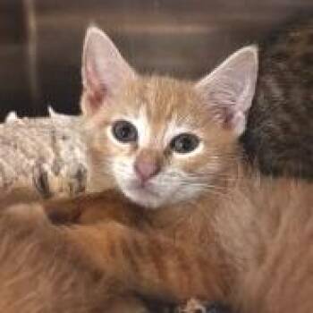 NCI5642 Comic Sans -  Domestic Short Hair Cat for Adoption in Port Washington, New York - NCI5642 Comic Sans | PetCurious