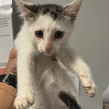 Mitzi -  Domestic Short Hair Cat for Adoption in Chattanooga, Tennessee - Mitzi | PetCurious