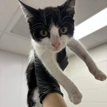 Biggie Cheese -  Domestic Short Hair Cat for Adoption in Beaumont, Texas - Biggie Cheese | PetCurious