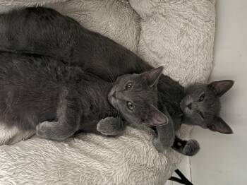 Rescue Domestic Short Hair Cats for Adoption in Manhattan, Illinois - Kayla | PetCurious