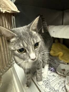 Rescue Domestic Short Hair Cats for Adoption in Morristown, New Jersey - Adina | PetCurious