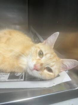 Domestic Short Hair Cats Available for Adoption in Hopkinsville, Kentucky - Lex | PetCurious