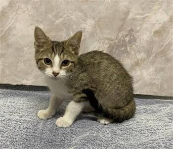 AUGUST -  Domestic Short Hair Cat for Adoption in Modesto, California - AUGUST | PetCurious