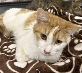 Rescue Domestic Short Hair Cats for Adoption in Nashville, Tennessee - Edna | PetCurious