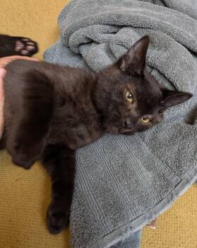 Rescue American Shorthair Cats for Adoption in Hayward, California - Frodo | PetCurious