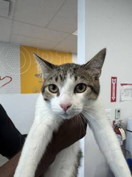 Masha -  Domestic Short Hair Cat for Adoption in West Chester, Pennsylvania - Masha | PetCurious