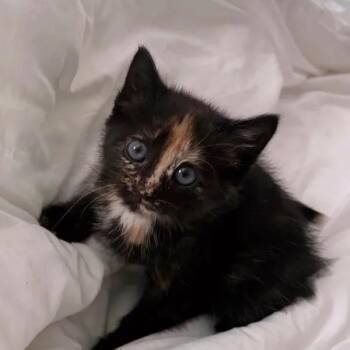 Domestic Short Hair Cats Available for Adoption in Mount Pleasant, South Carolina - Clementine | PetCurious