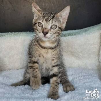 Ren -  Domestic Short Hair Cat for Adoption in Washington, District Of Columbia - Ren | PetCurious