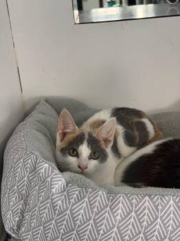 Louie -  Domestic Short Hair Cat for Adoption in Port Jervis, New York - Louie | PetCurious