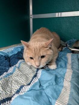 Rescue Domestic Short Hair Cats for Adoption in Kodiak, Alaska - Rose | PetCurious