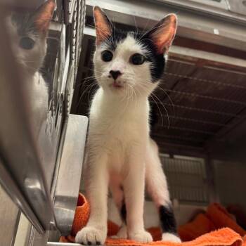 Savvy -  Domestic Short Hair Cat for Adoption in Bristol, Indiana - Savvy | PetCurious